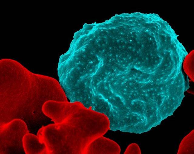 Malaria Parasite Ticks to its Own Internal Clock